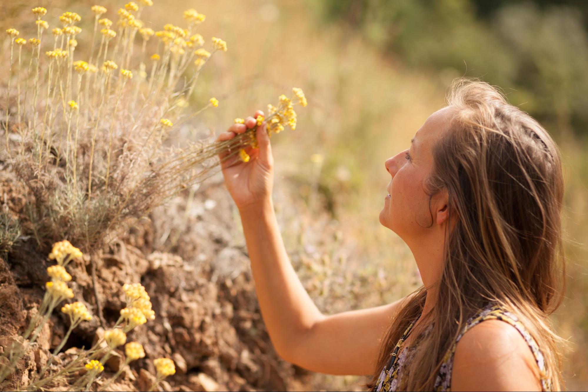 Anneke van Ofwegen gathering wild helichrysum flowers on a sunlit Portuguese hillside